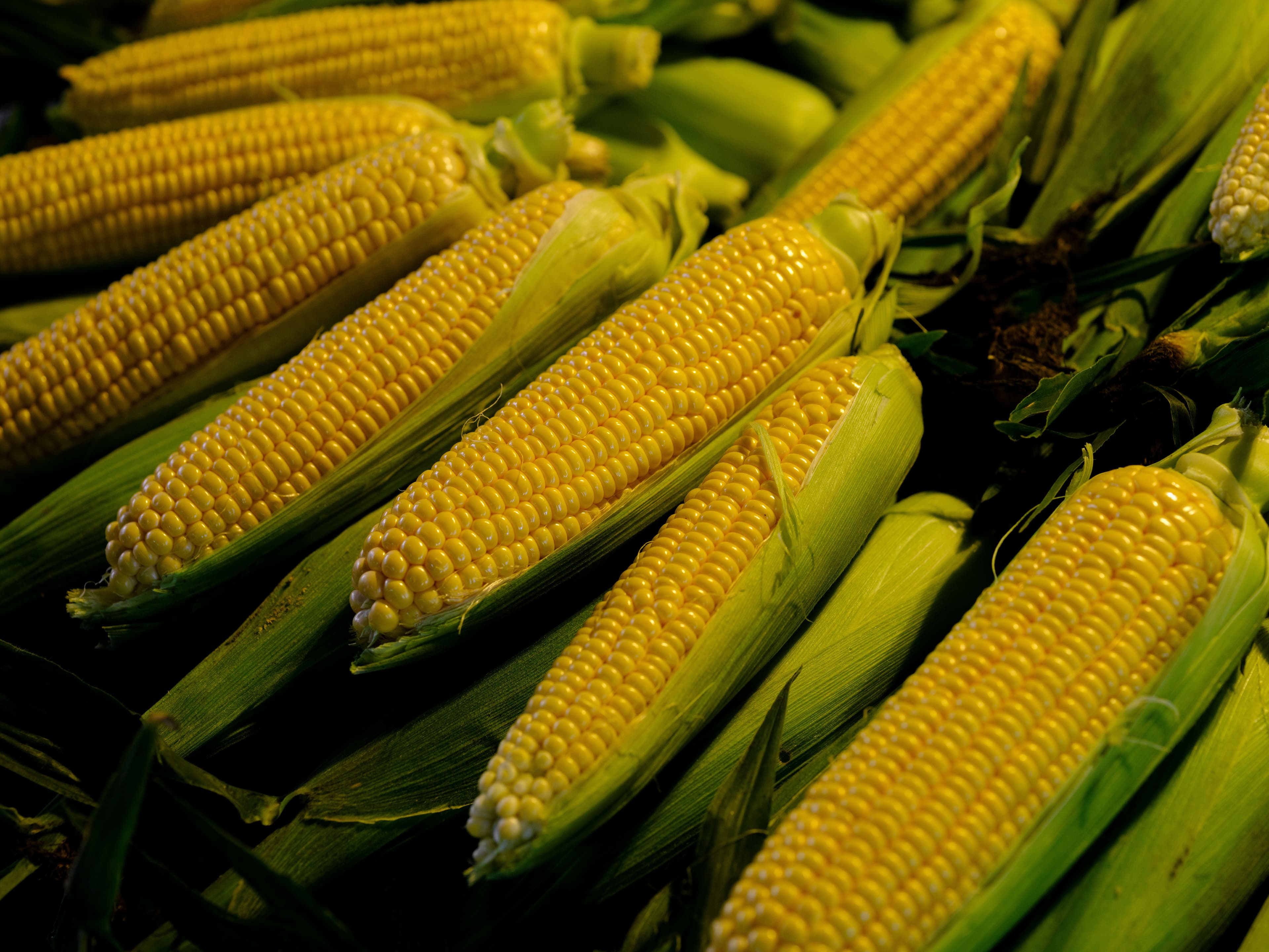 Corn - image 1